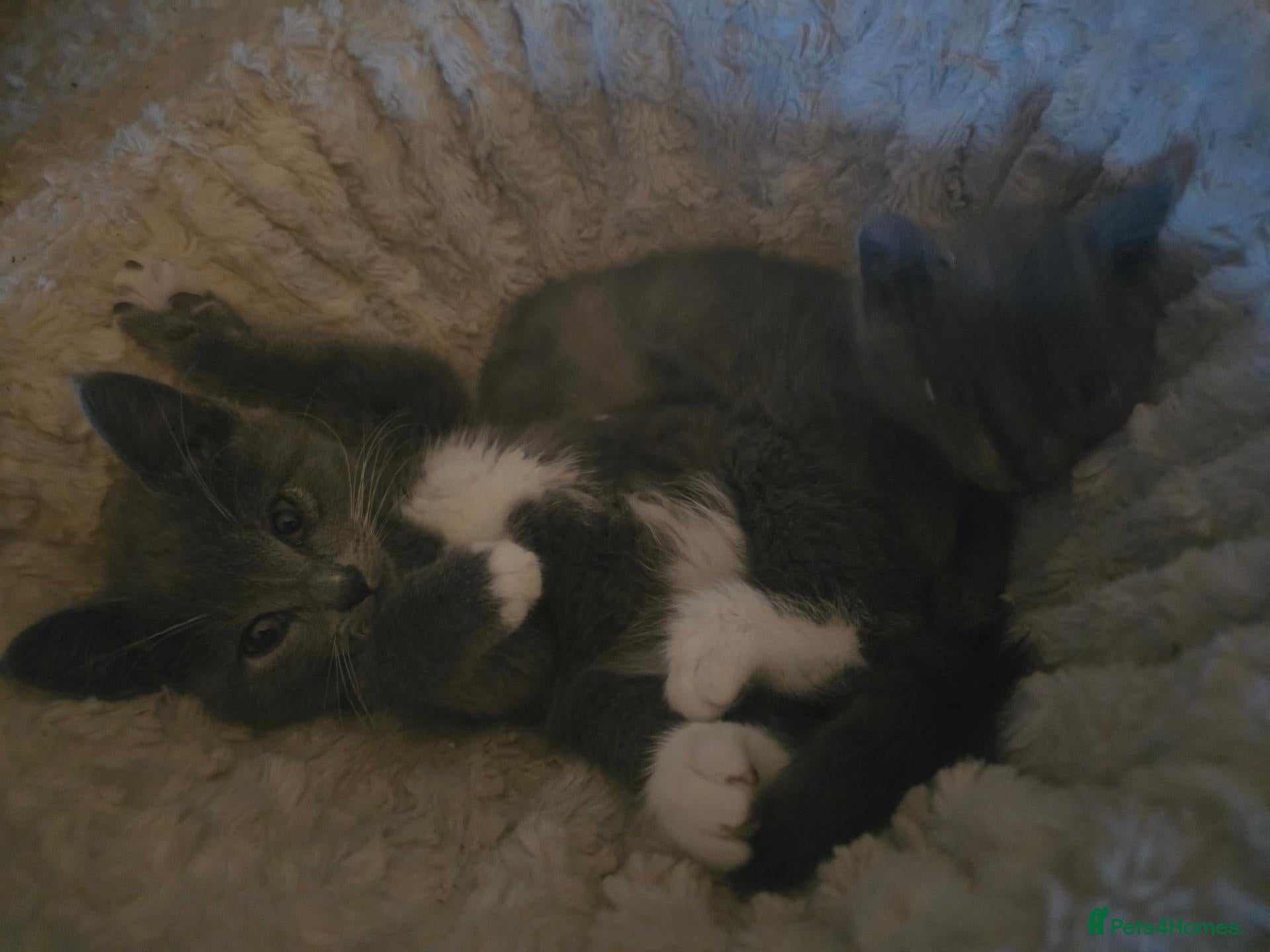 Scottish Fold cats for sale: *READY NOW 3 LEFT* Blue scottish fold kittens - Advert 1