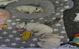Maltese dogs for sale: 🐶 Adorable Male Maltese Puppies for Sale 🐾 - Image 9