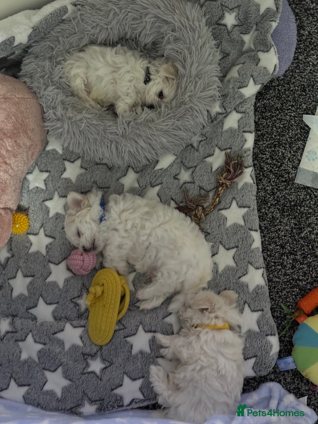 Maltese dogs for sale: 🐶 Adorable Male Maltese Puppies for Sale 🐾 - Image 9