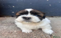 Shih Tzu dogs for sale: ShihTzu  - Image 6