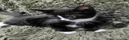 Mixed Breed cats for sale: 6 Tuxedo Kittens for Sale Black & White, Ready  - Advert 17