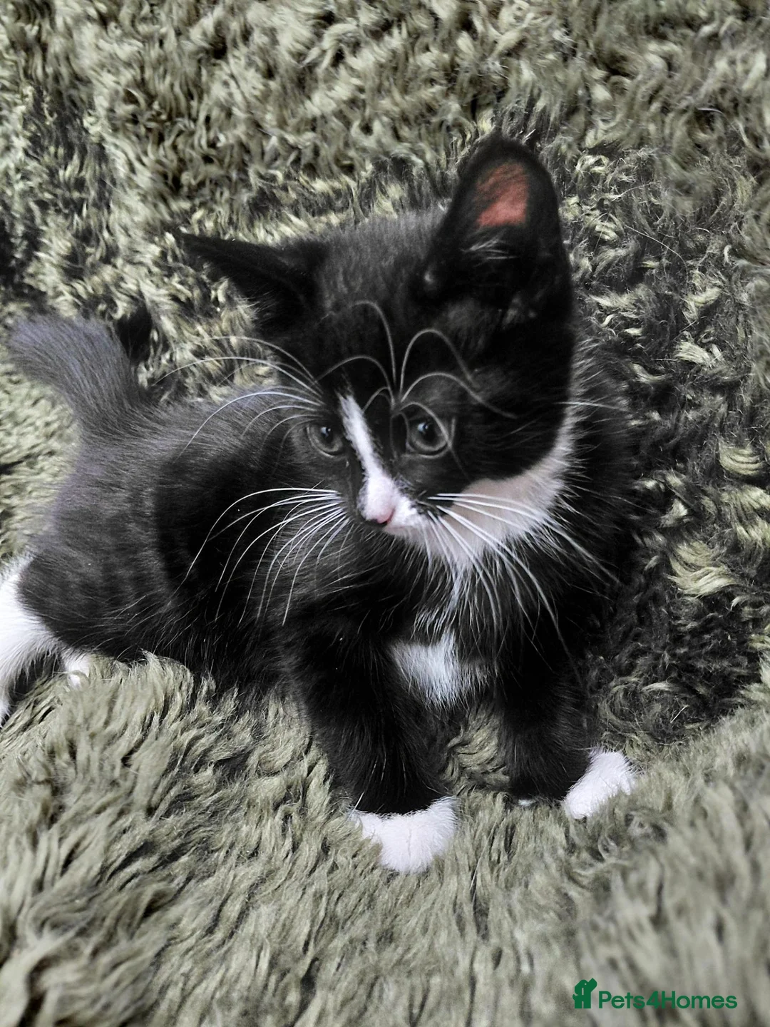 Mixed Breed cats for sale: 6 Tuxedo Kittens for Sale Black & White, Ready  - Advert 17
