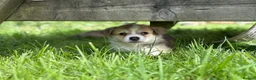 Welsh Corgi Pembroke dogs for sale: Outstanding Welsh Pembrokeshire Corgis  - Advert 16
