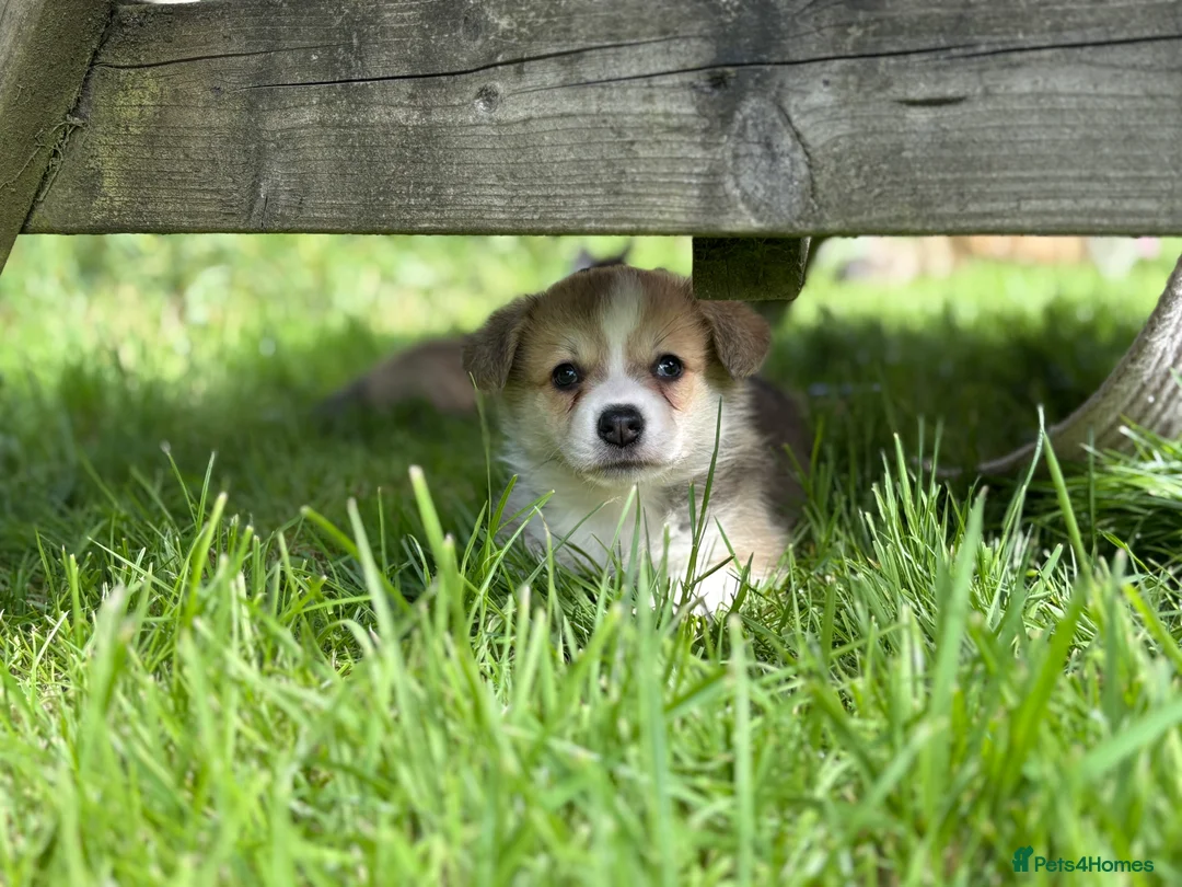 Welsh Corgi Pembroke dogs for sale: Outstanding Welsh Pembrokeshire Corgis  - Advert 16