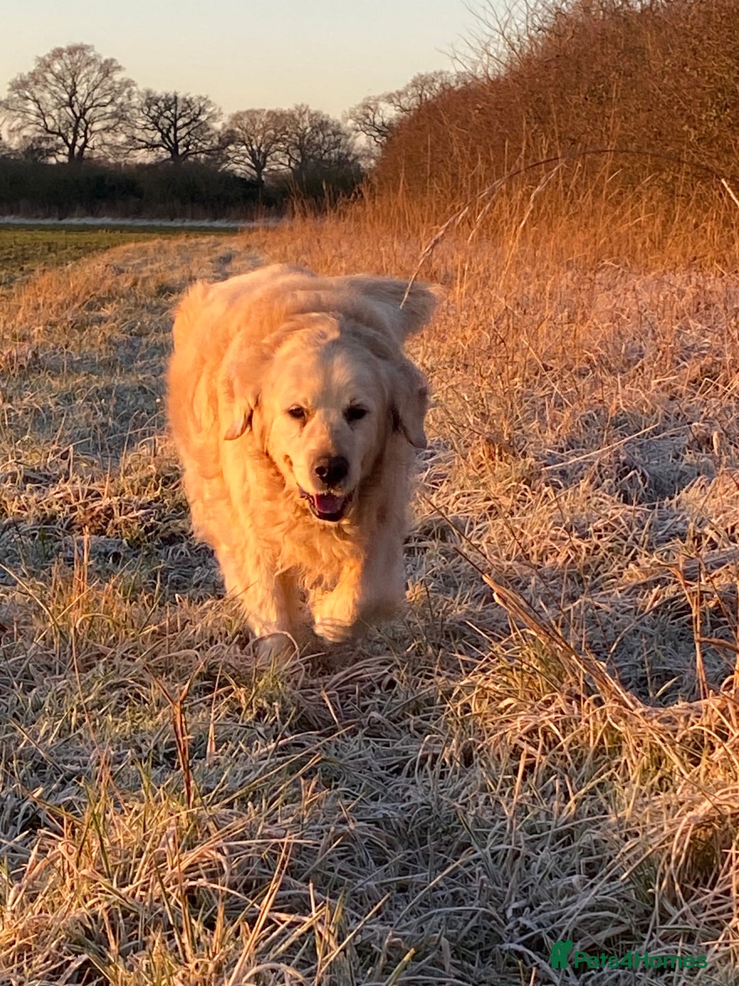Golden Retriever dogs for sale: Beautiful and fluffy Golden Retriever puppies - Advert 12