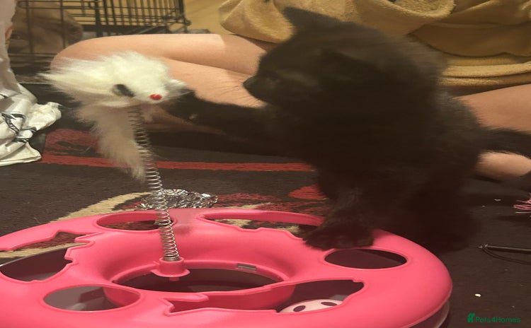 Mixed Breed cats - Advert 5