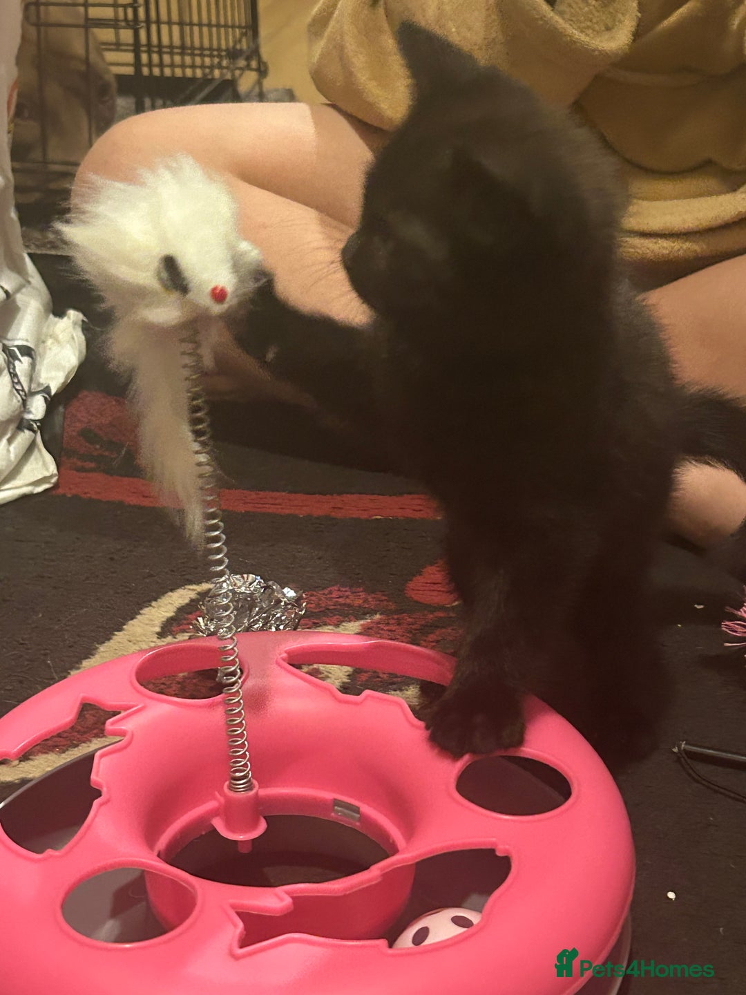 Mixed Breed cats for sale: 3 Beutiful kittens - Image 12