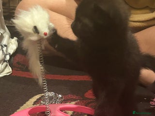 Mixed Breed cats - Advert 20