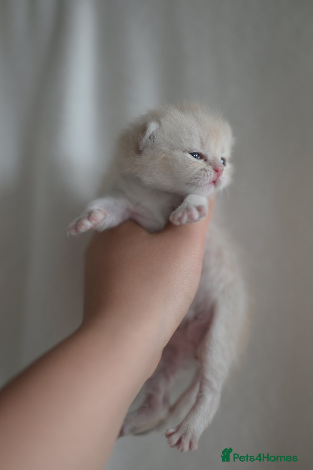 British Shorthair cats for sale: Golden Shaded Kittens WCF & TICA Registered - Image 27