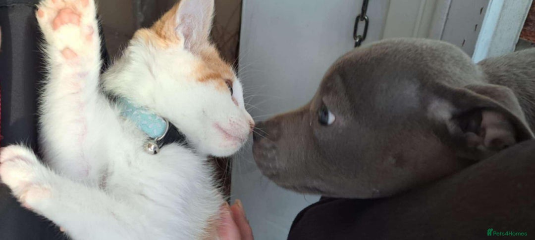 American Shorthair cats for sale:  Free Orange and White tabby cat - Advert 4