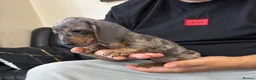 Dachshund dogs for sale: Miniature Dachshund puppies  - Advert 6