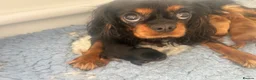 Cavalier King Charles Spaniel dogs for sale: 3 boys available! Health tested parents! - Advert 5
