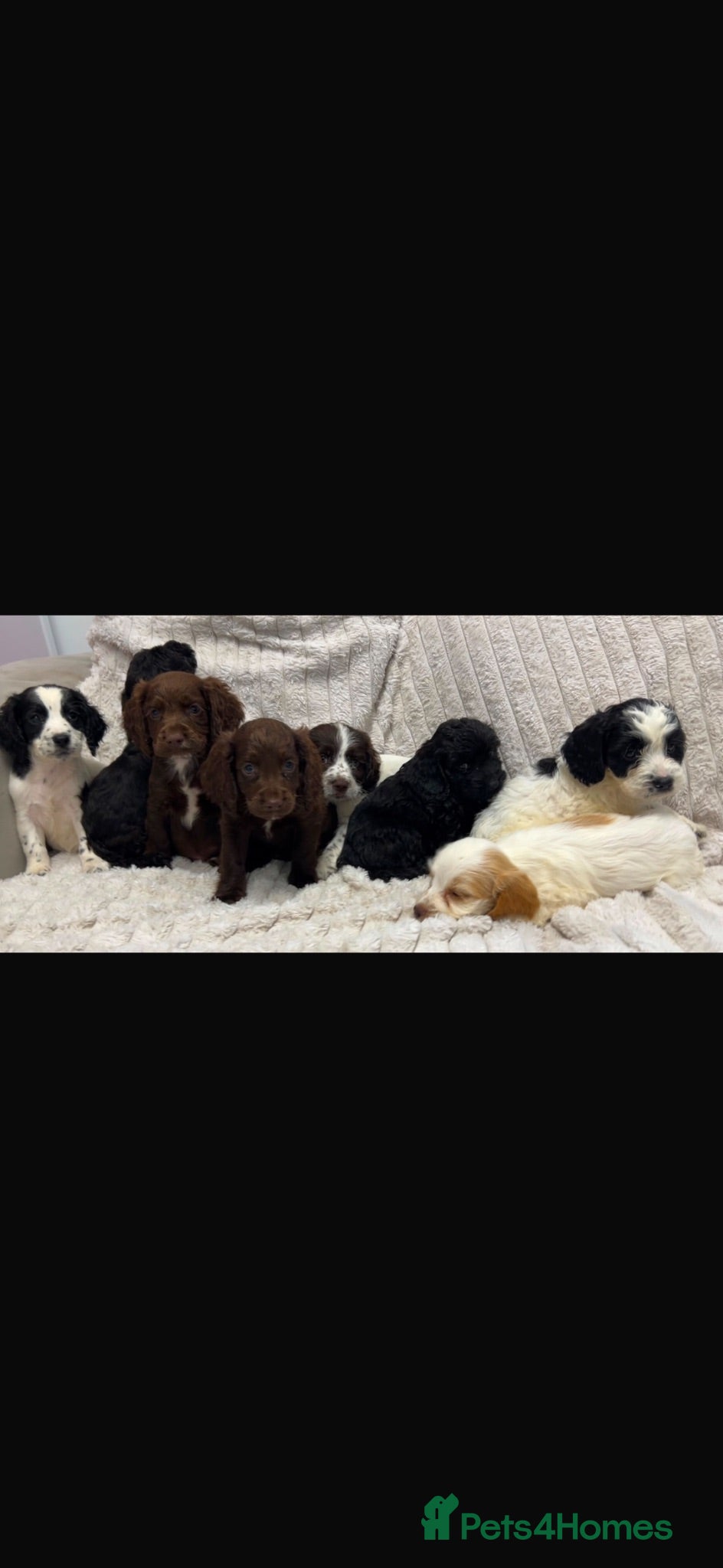 Cockapoo dogs Cockapoo puppies  - Advert 1