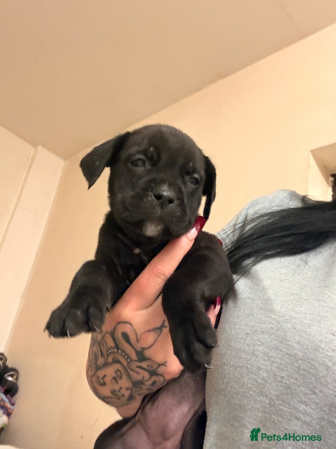 Cane Corso dogs for sale: Cane Corso puppies - Image 15