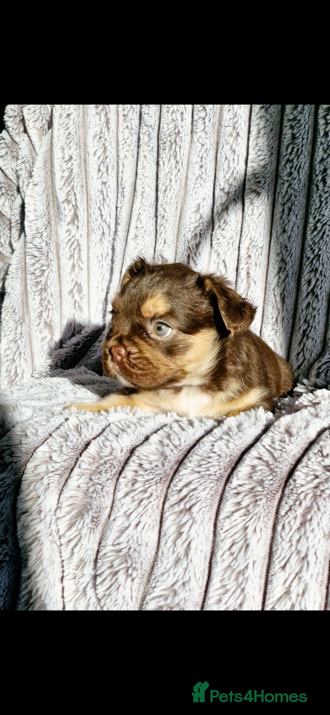 French Bulldog dogs for sale: Stunning puppies from £1500 - Advert 20