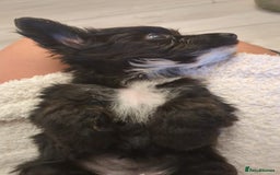 Mixed Breed dogs for sale: Cockapoo x cairn terrier - Image 18