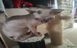 Sphynx cats for sale: Sphinx girl  - Image 4