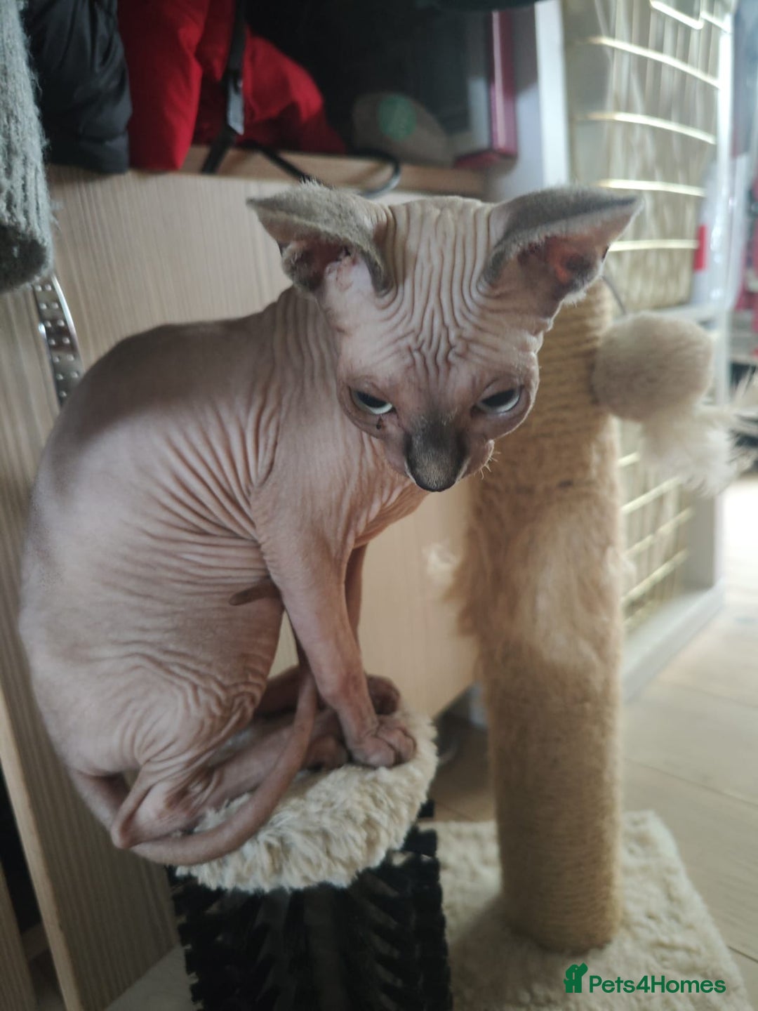 Sphynx cats for sale: Sphinx girl  - Image 4