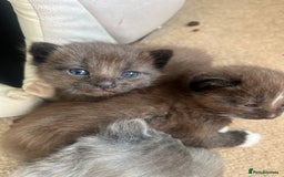 British Shorthair cats for sale: British shorthair x kittens - Image 1