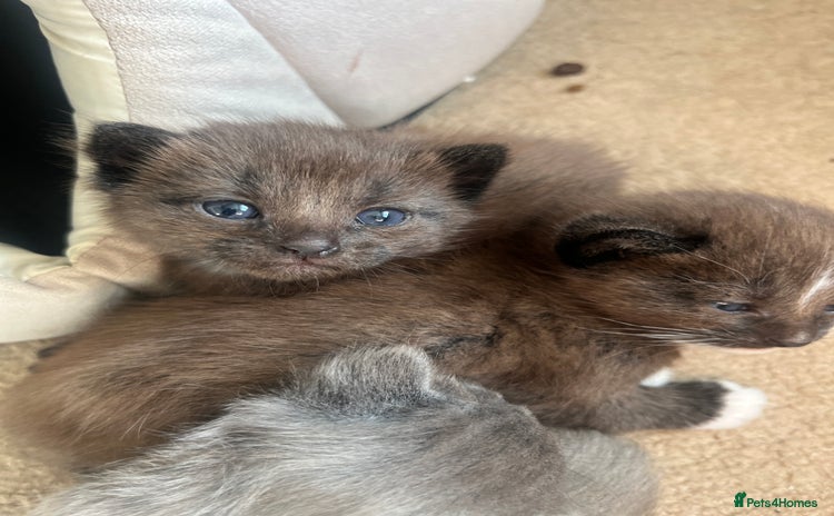 British Shorthair cats - Advert 1