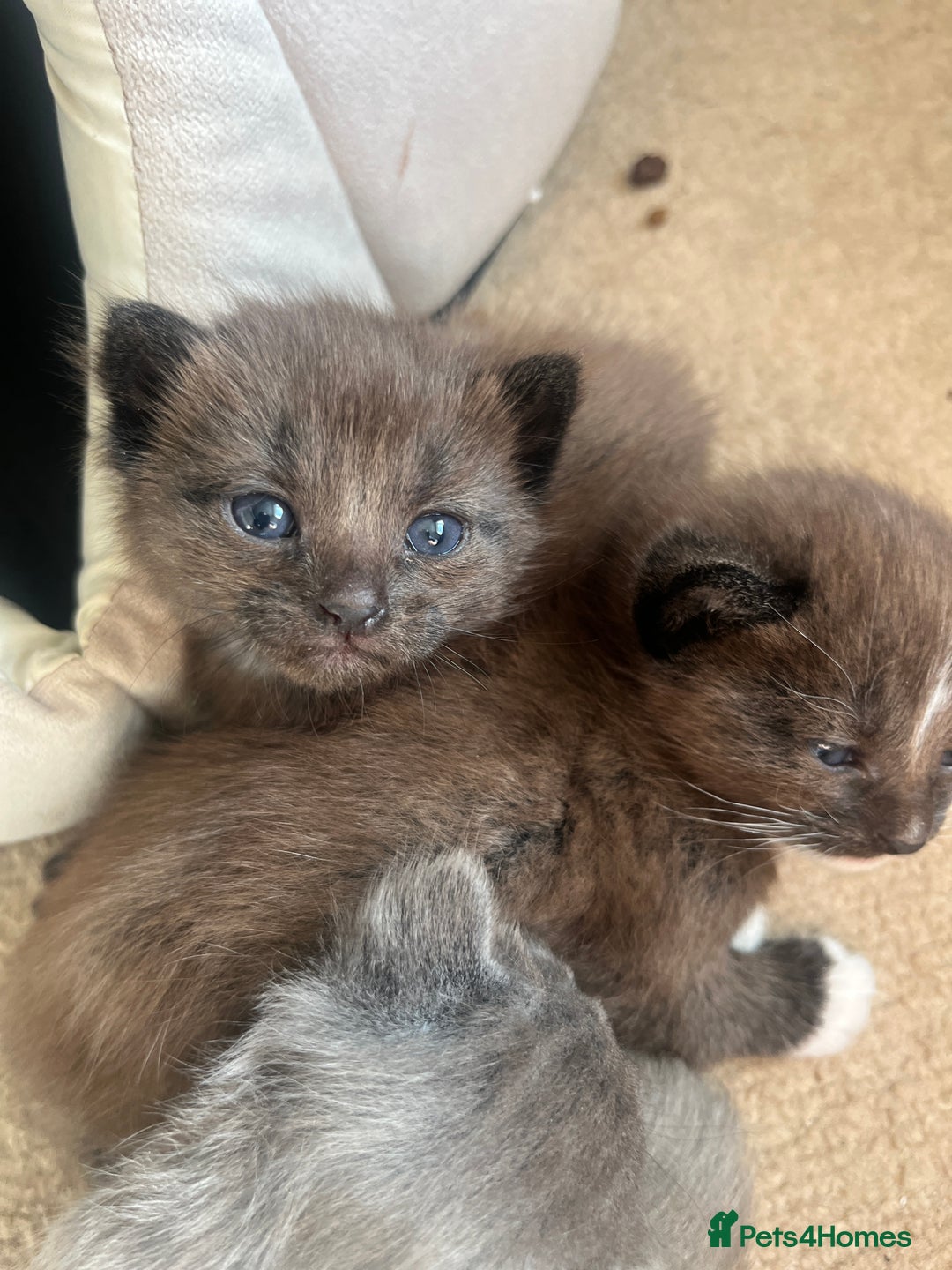 British Shorthair cats for sale: British shorthair x kittens - Image 1
