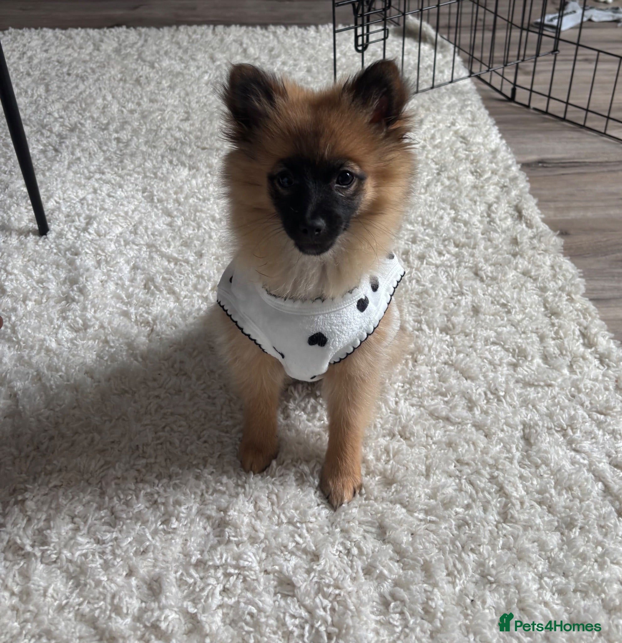 Pomeranian dogs Fox Faced Pomeranian Puppy  - Advert 1