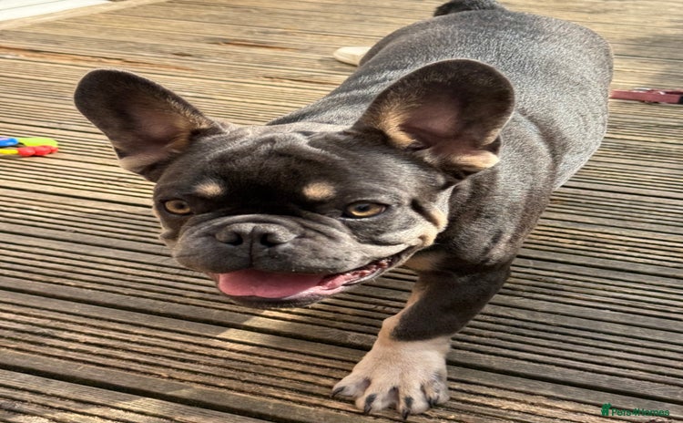 French Bulldog dogs - Advert 15