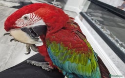 Budgerigars birds for sale: Super silly tame green wing macaw  - Image 4