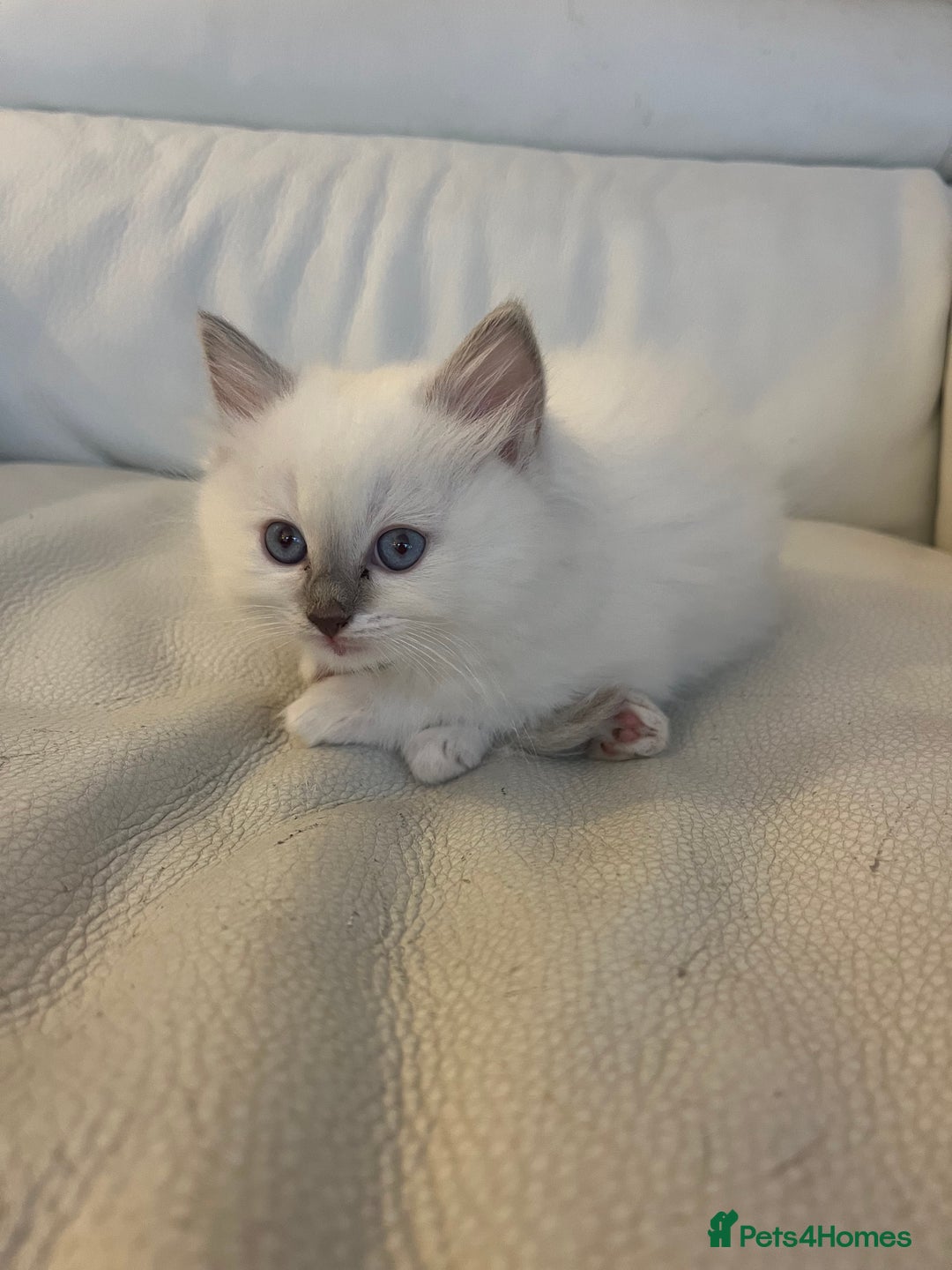 Ragdoll cats for sale: Ragdoll Kittens Available January 2026 - Advert 14