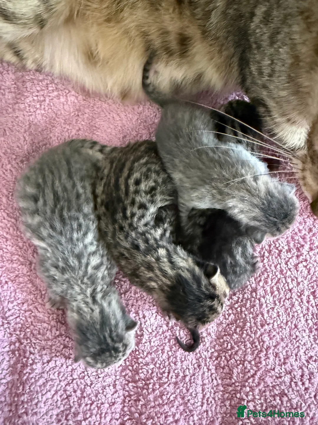 Savannah cats for sale: Striking savannah kittens silver & black/gold - Advert 3
