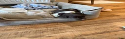English Springer Spaniel dogs for sale: Springer spaniel  in Greenhithe - Advert 5