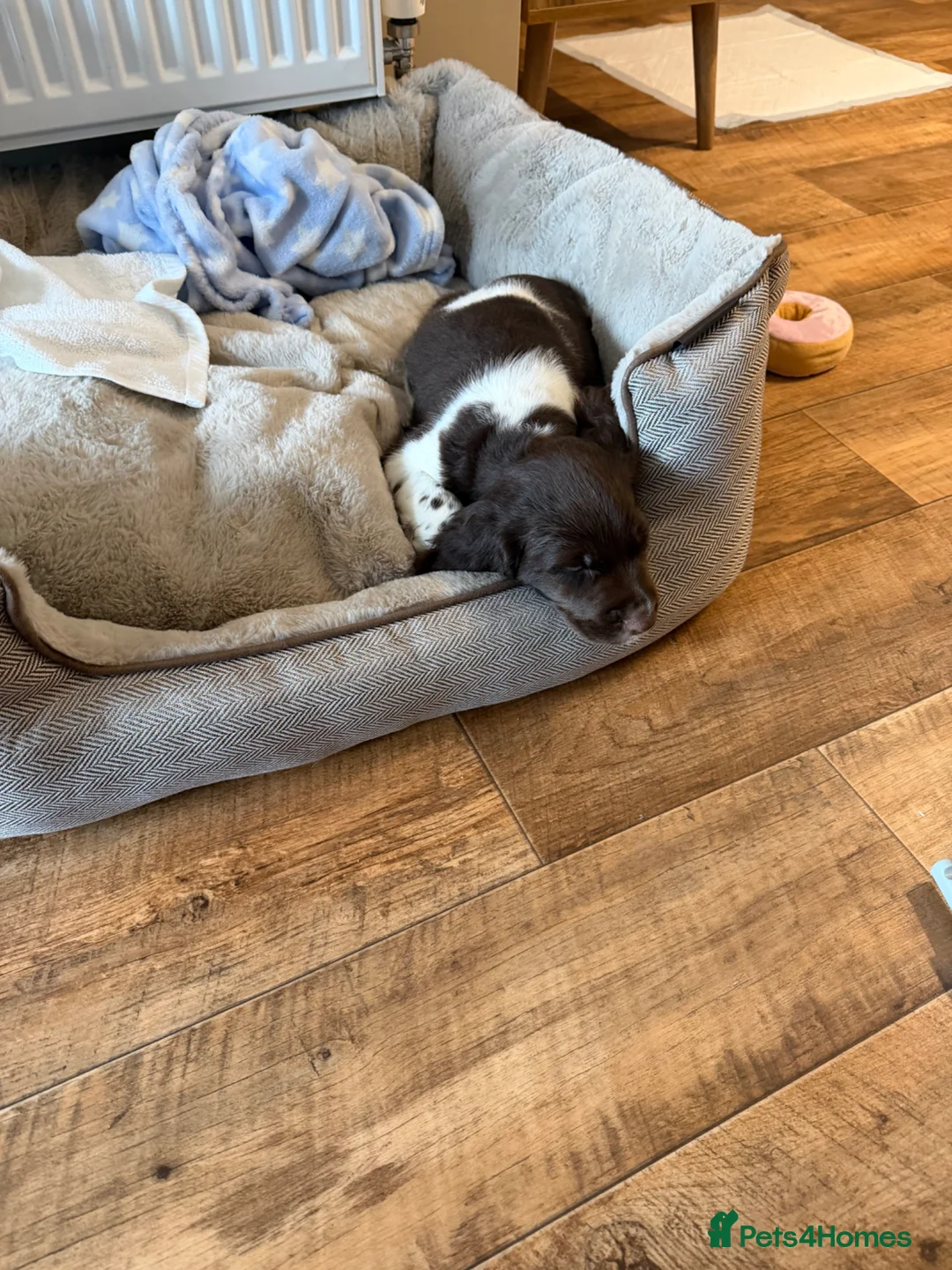 English Springer Spaniel dogs for sale: Springer spaniel  in Greenhithe - Advert 5