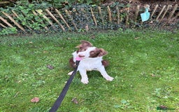 Mixed Breed dogs for sale: Great border collie cross  - Image 1