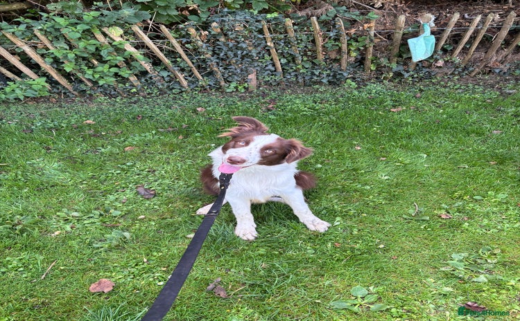 Mixed Breed dogs - Advert 14