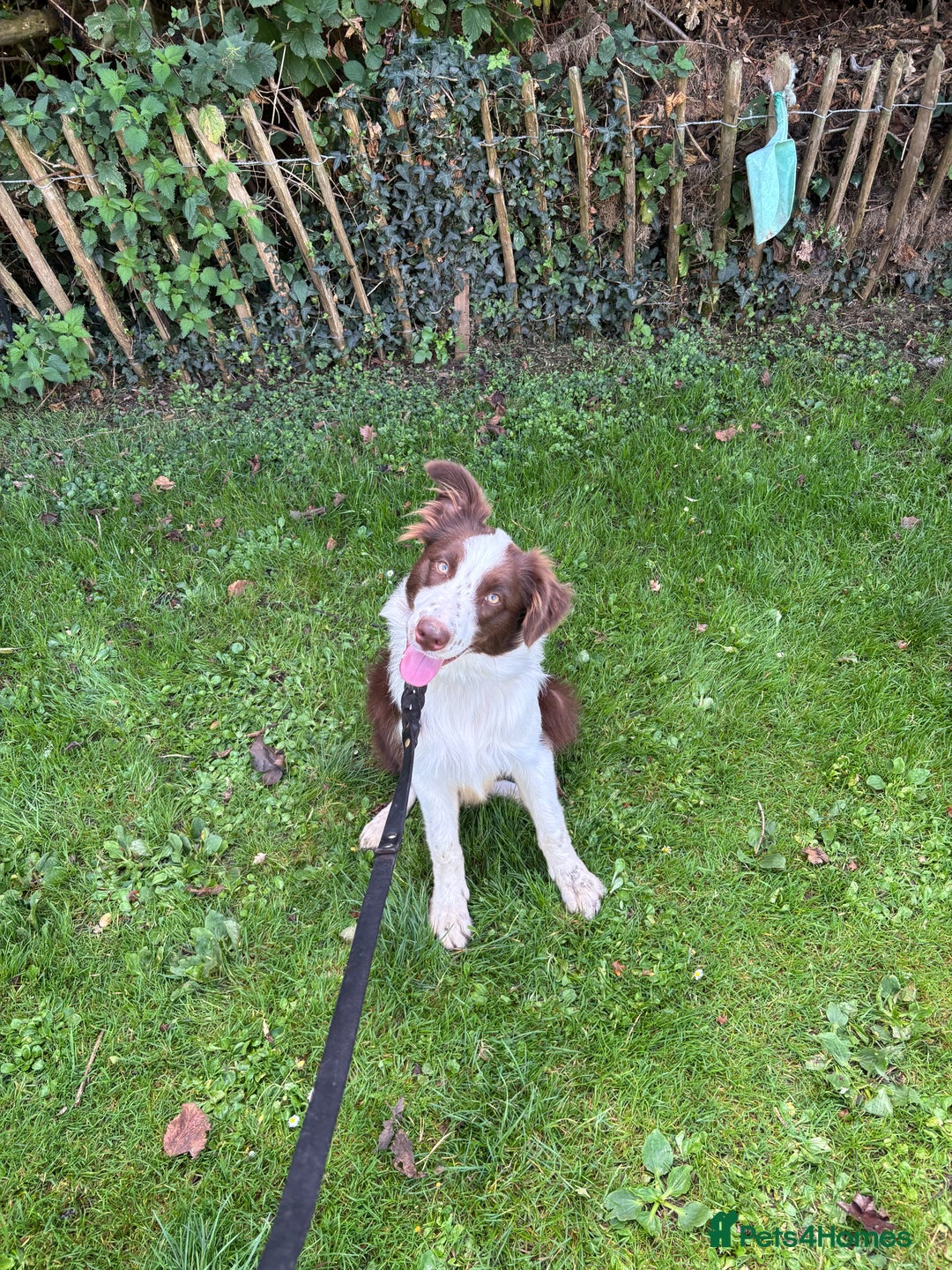 Mixed Breed dogs for sale: Great border collie cross  - Image 1