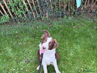 Mixed Breed dogs - Advert 1