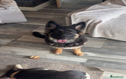 German Shepherd dogs for sale: German shepherd  - Image 1