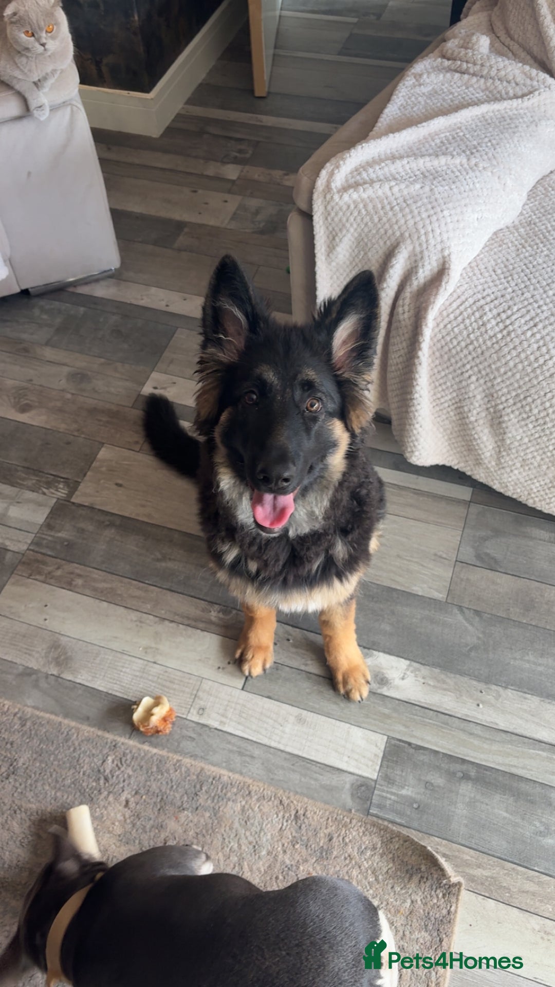 German Shepherd dogs for sale: German shepherd  - Image 1