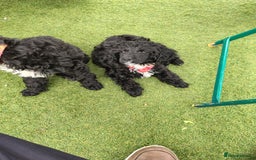 Cockapoo dogs for sale: F1 working cockapoo puppies - Image 26