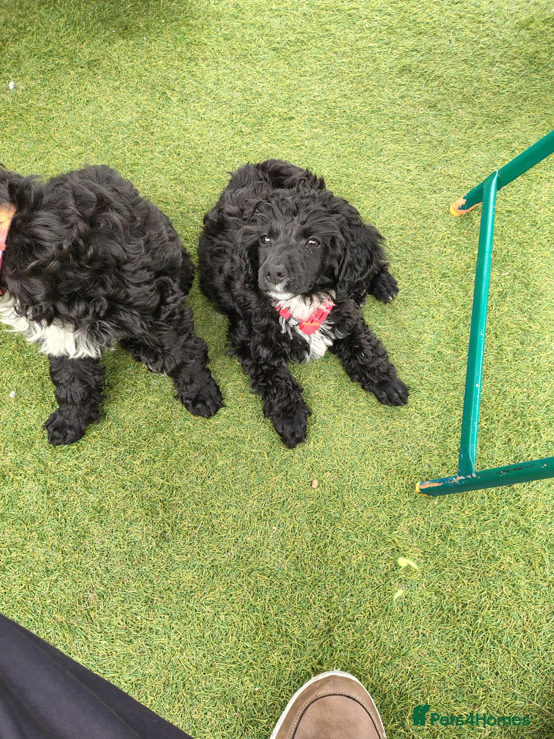Cockapoo dogs for sale: F1 working cockapoo puppies - Image 26