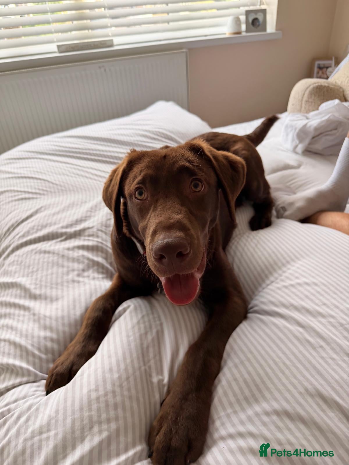 Labrador Retriever dogs Chocolate Labrador/Retriever  - Advert 3