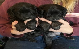 Cockapoo dogs for sale: COCKAPOO PUPPIES  - Image 11