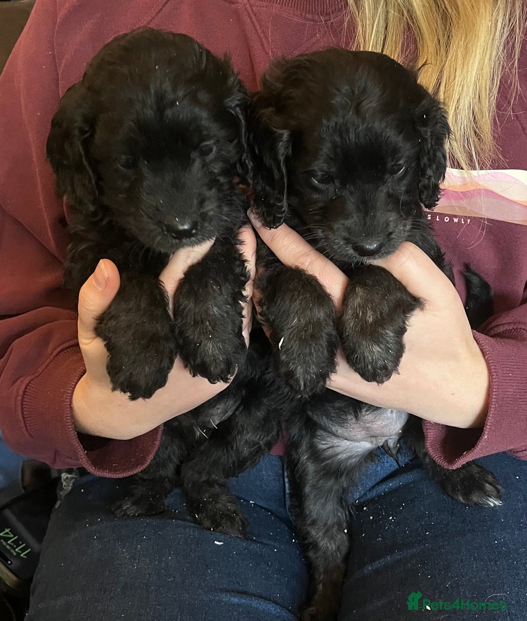 Cockapoo dogs for sale: COCKAPOO PUPPIES  - Image 11