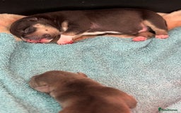 American Bully dogs for sale: American Pocket Bully Puppies - Image 5