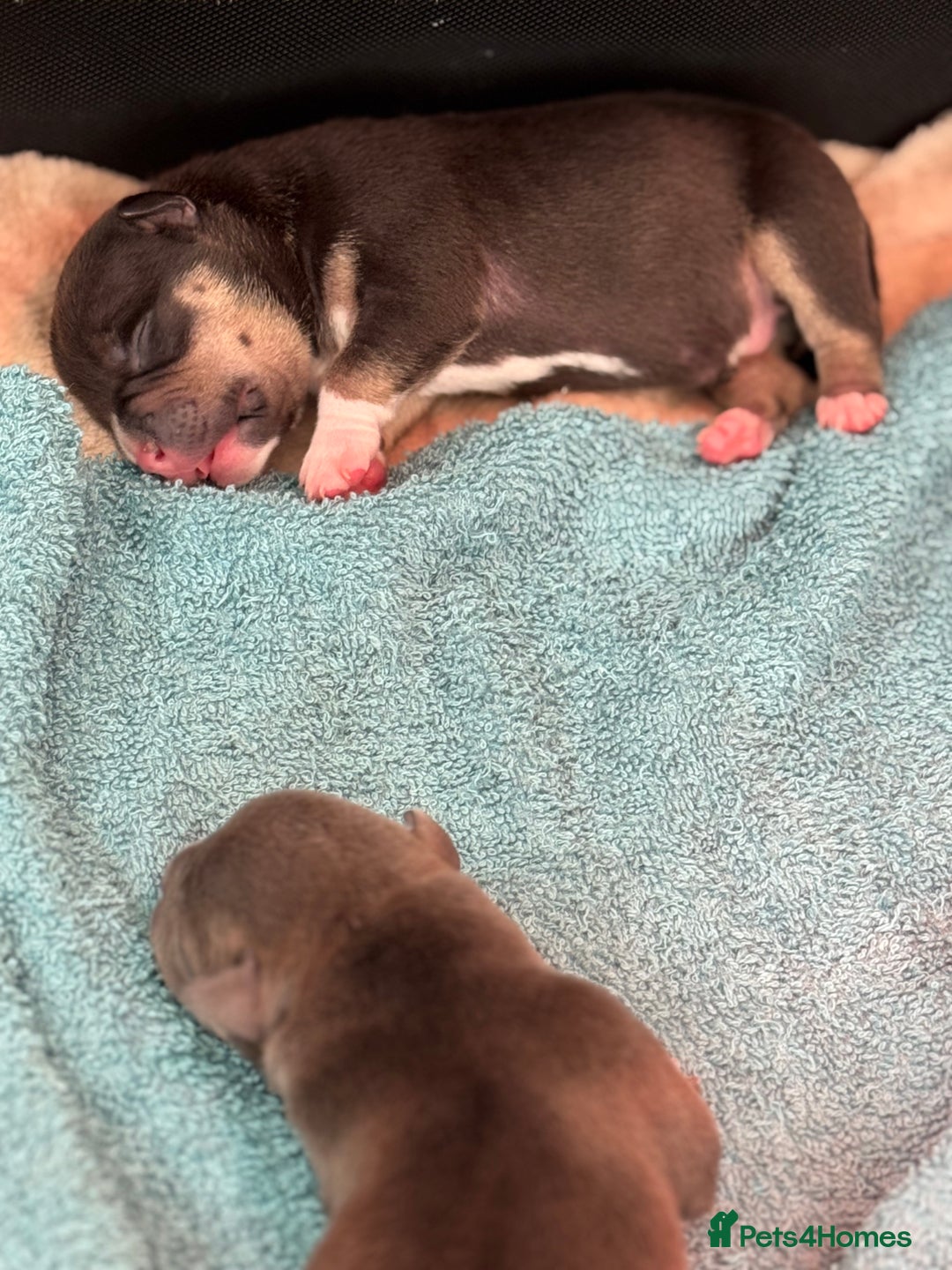 American Bully dogs for sale: American Pocket Bully Puppies - Image 5