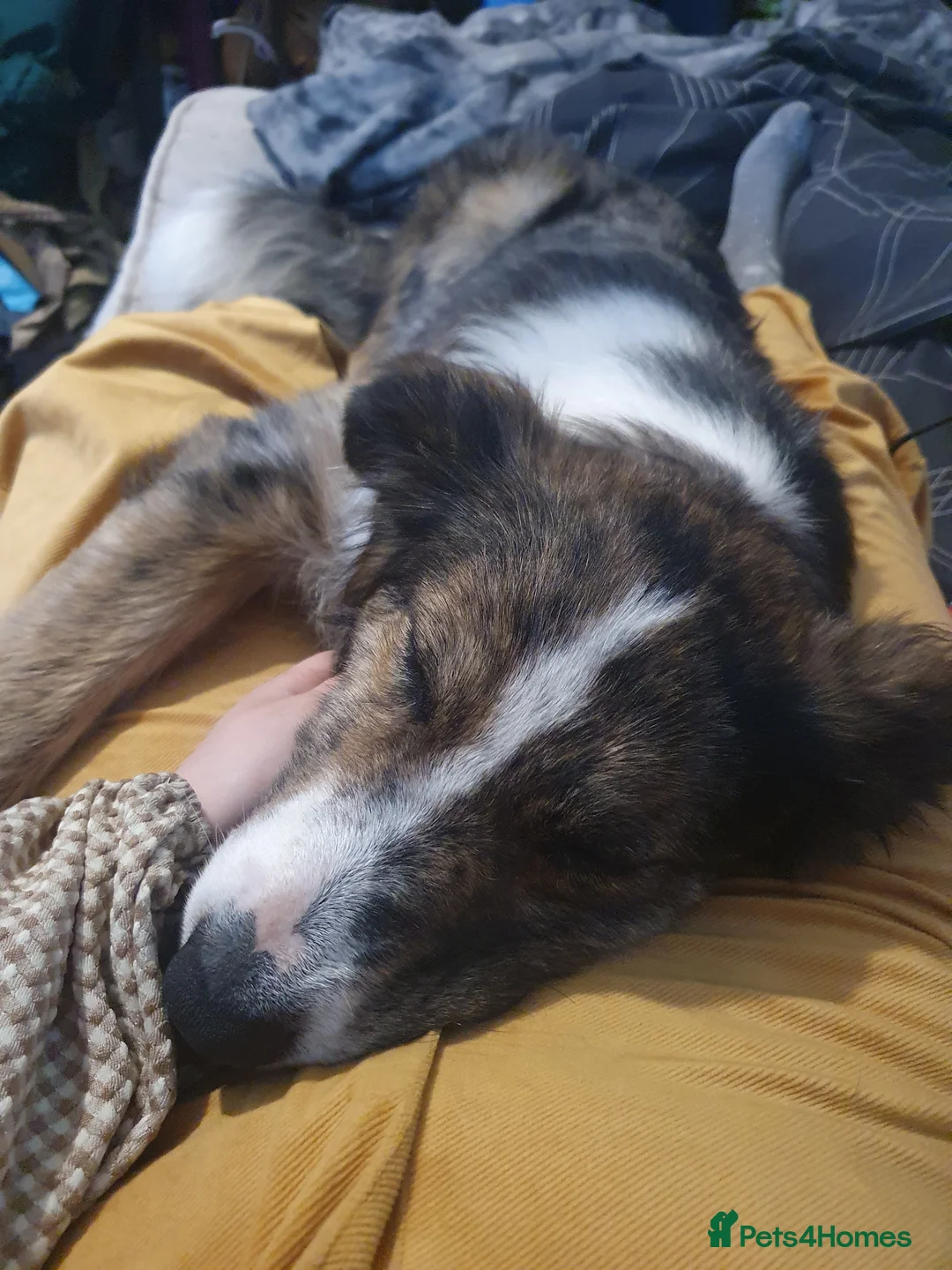 Border Collie dogs for stud: Proven pure bred tri coloured merle collie stud in Fakenham - Advert 4