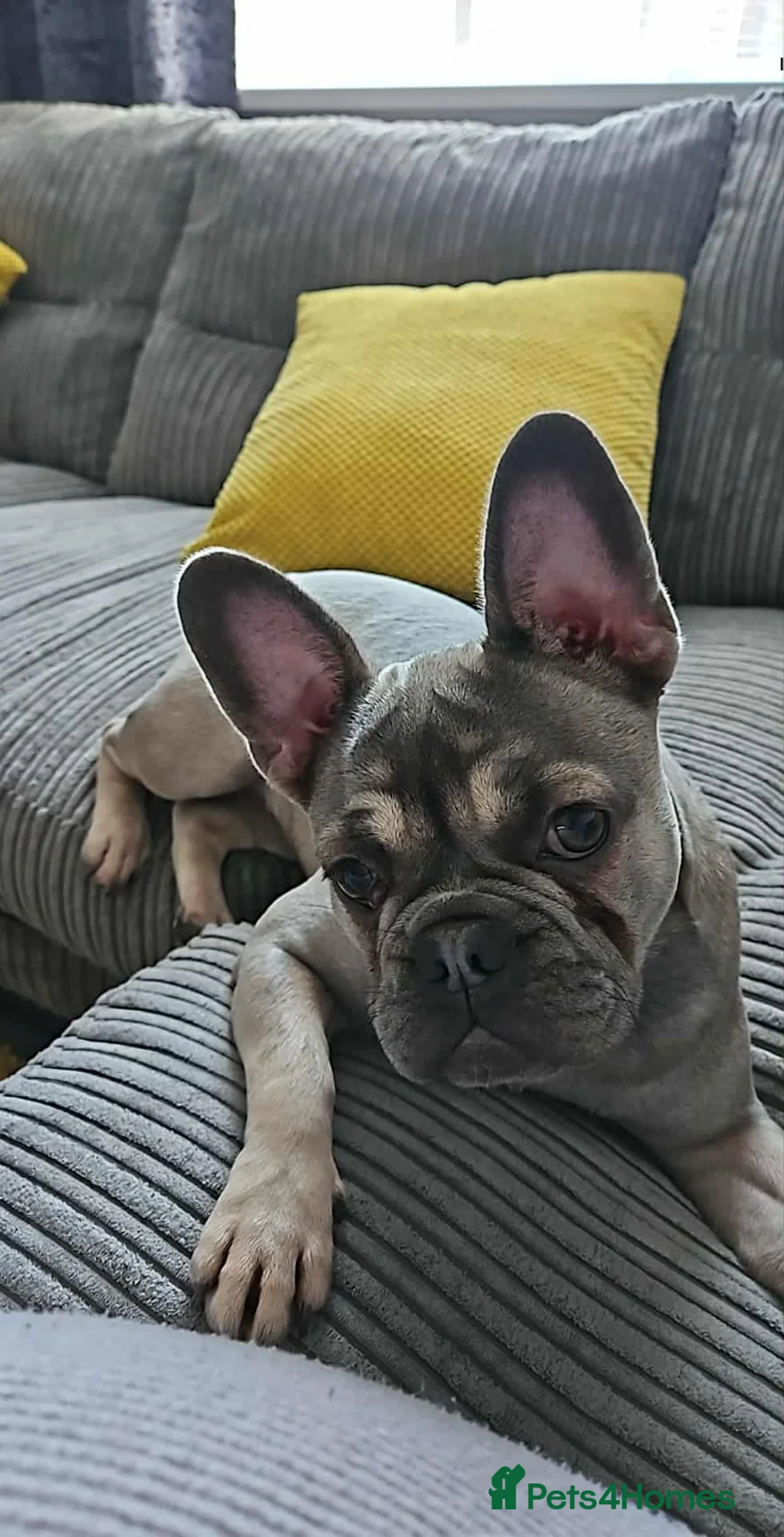 Frug dogs for sale: Female Frug - Advert 2