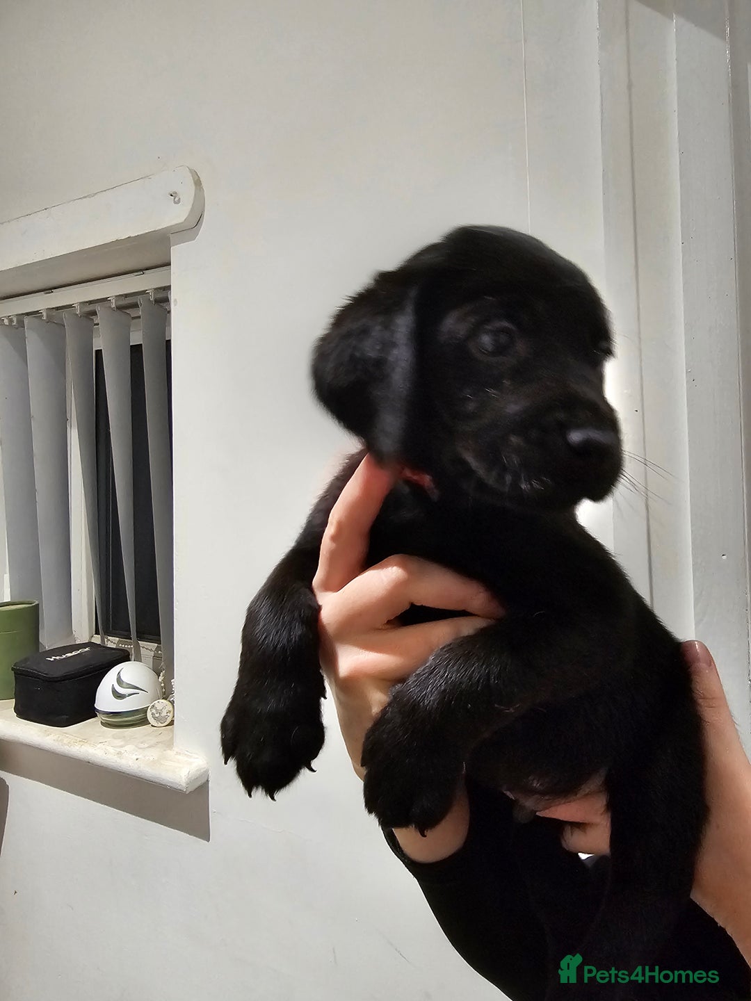 Labrador Retriever dogs for sale: 🐕3 pedigree labs remaing 🐕 - Advert 9