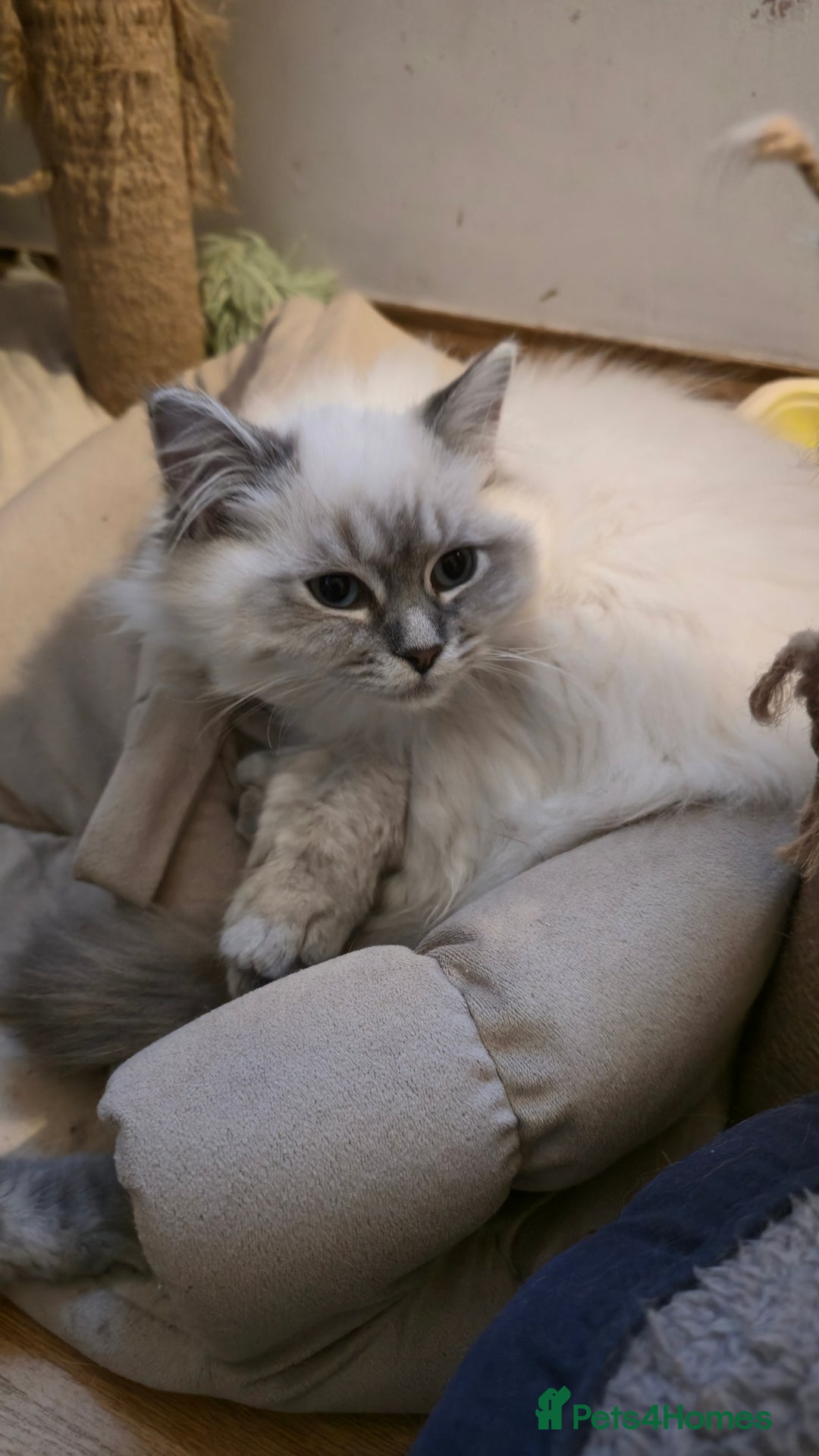 Ragdoll cats for sale: Adorable Ragdoll cross Scottish Straight - Advert 20