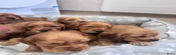 Cocker Spaniel dogs for sale: Cocker spaniel puppies  - Advert 25